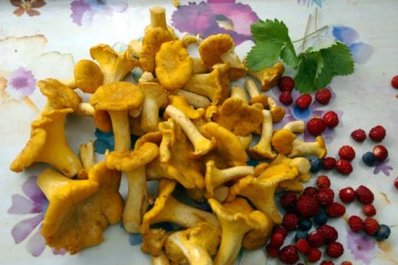 kantarelleja ja tiikerirapuja