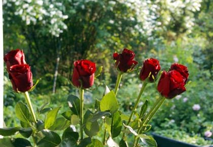 heinäkuun kukkakimppuja