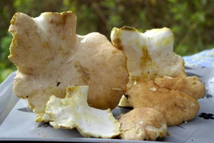 lampaankääpäpihvejä