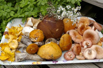 terveisiä metsästä