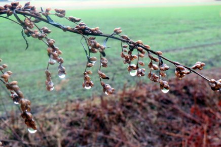 merkillinen tammikuu