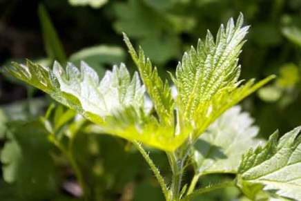 nokkosia ja kevään ensimmäinen&nbsp;ahven