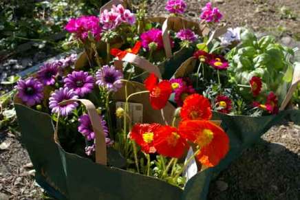 terveisiä puutarhalta