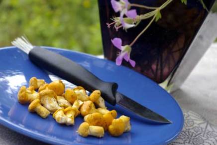 kesän metsäsienikausi alkoi