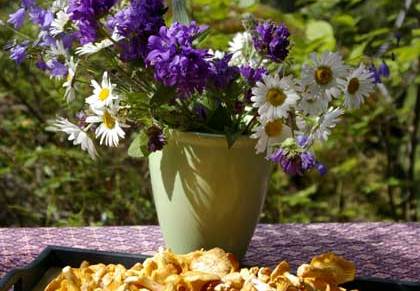 terveisiä metsästä