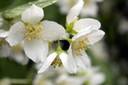 kesän värejä – valkoinen ja&nbsp;keltainen