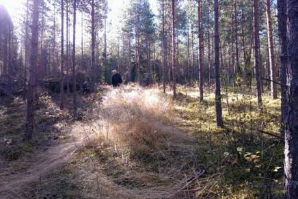 suppilovahverometsässä