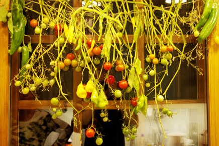 chiliä, paprikoita, minitomaatteja