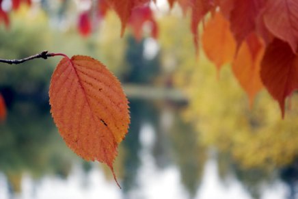 syysvärejä aulangon puistometsässä