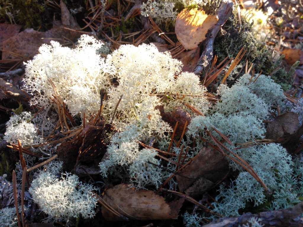 JÄKÄLIEN KAUNEUTTA