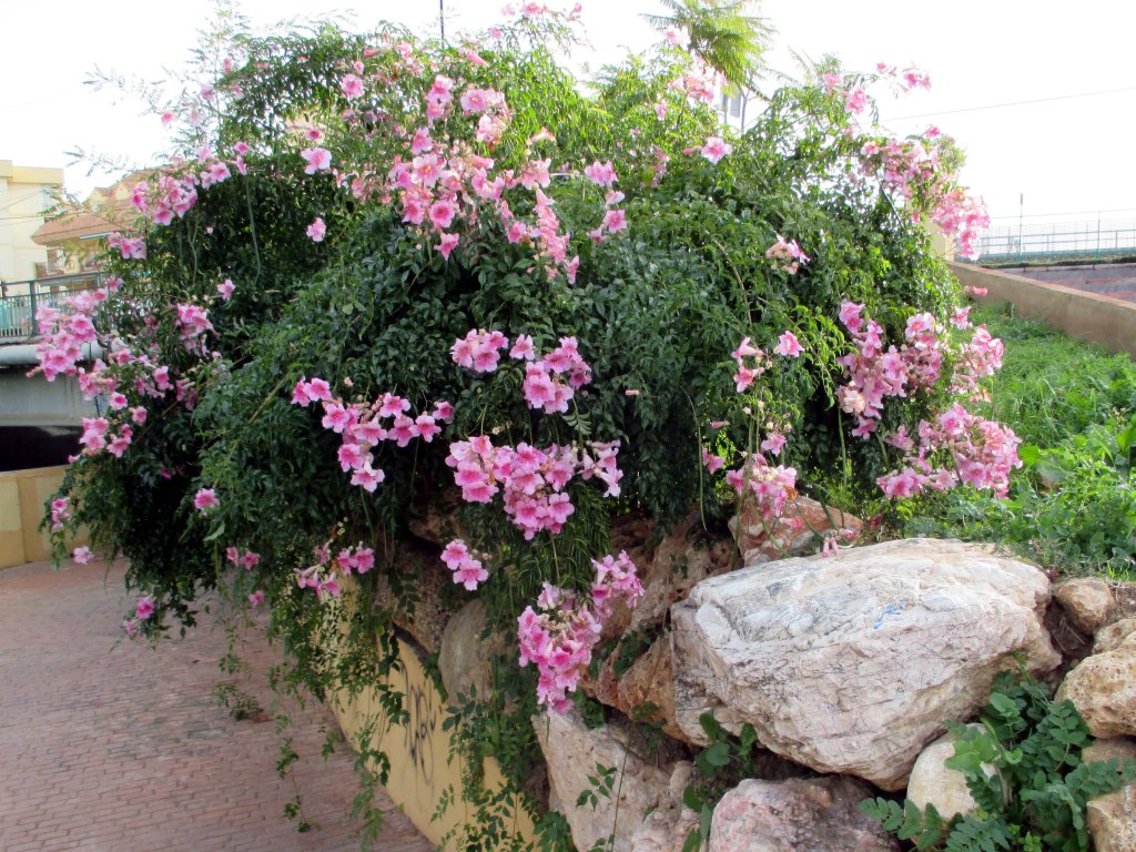 JOULUKUUN KUKKIA FUENGIROLASSA