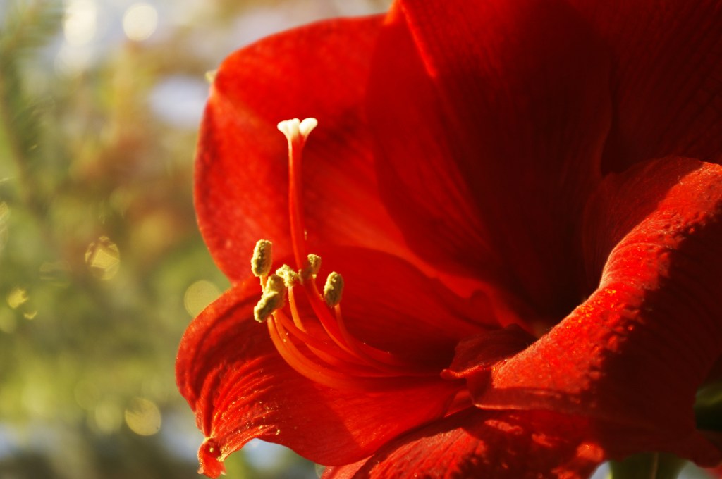 JOULUKUKAT KUKKIVAT EDELLEEN