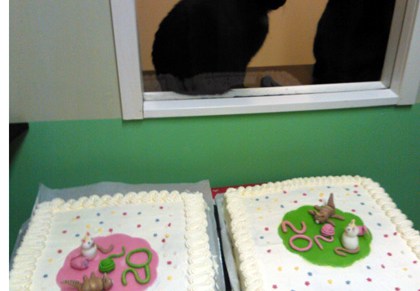 kissakakkua ja miniteatteria