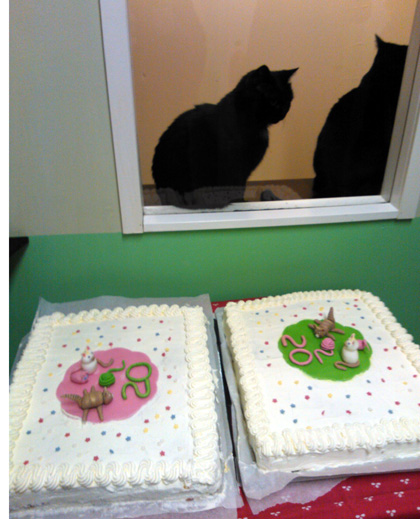 KISSAKAKKUJA KISSAKOTI KATTILASSA