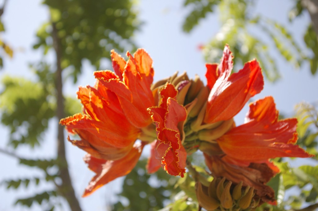 TULPPAANIPUUN HEHKUA