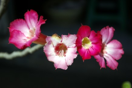 temppeleitä ja thaikokkausta