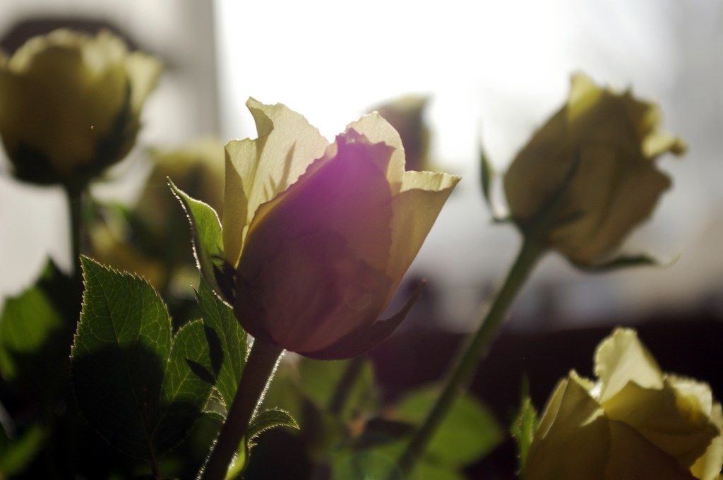 RUUSUJEN HEHKUA - KIITOKSET TERTULLE