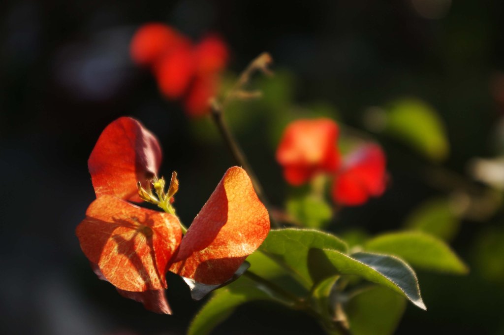 KOTIPIHAN KUKKIA ILTA-AURINGOSSA