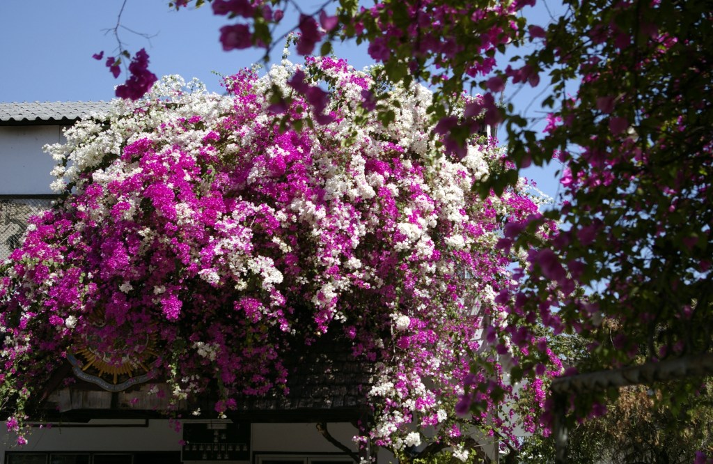 BOUGAINVILLEN KUKKARUNSAUTTA LÄHIKADUILLA