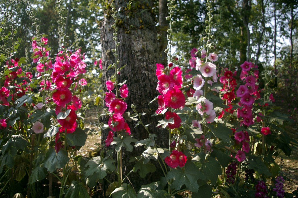 HEHKUVIA SALKORUUSUJA