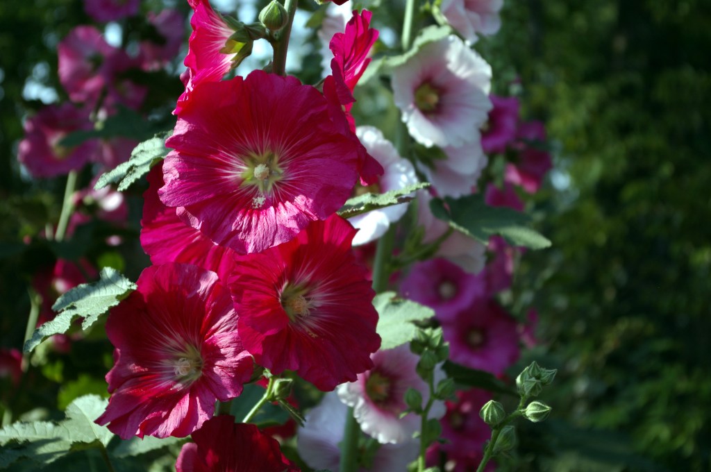 SALKORUUSUJA KUNINKAALLISESSA PUUTARHASSA