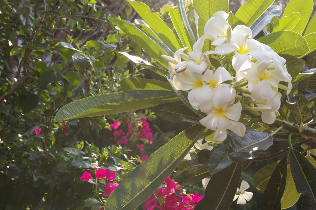 PUUTARHASSAMME KUKKII FRANGIPAANI