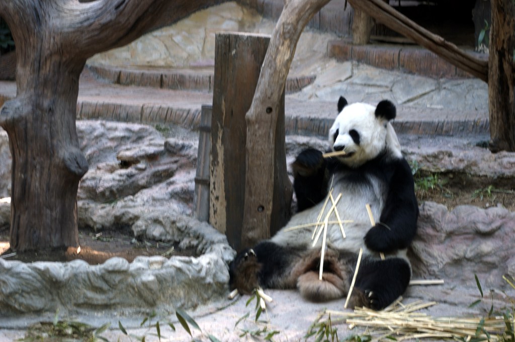 PANDAT OLIVAT HELLYTTÄVIÄ