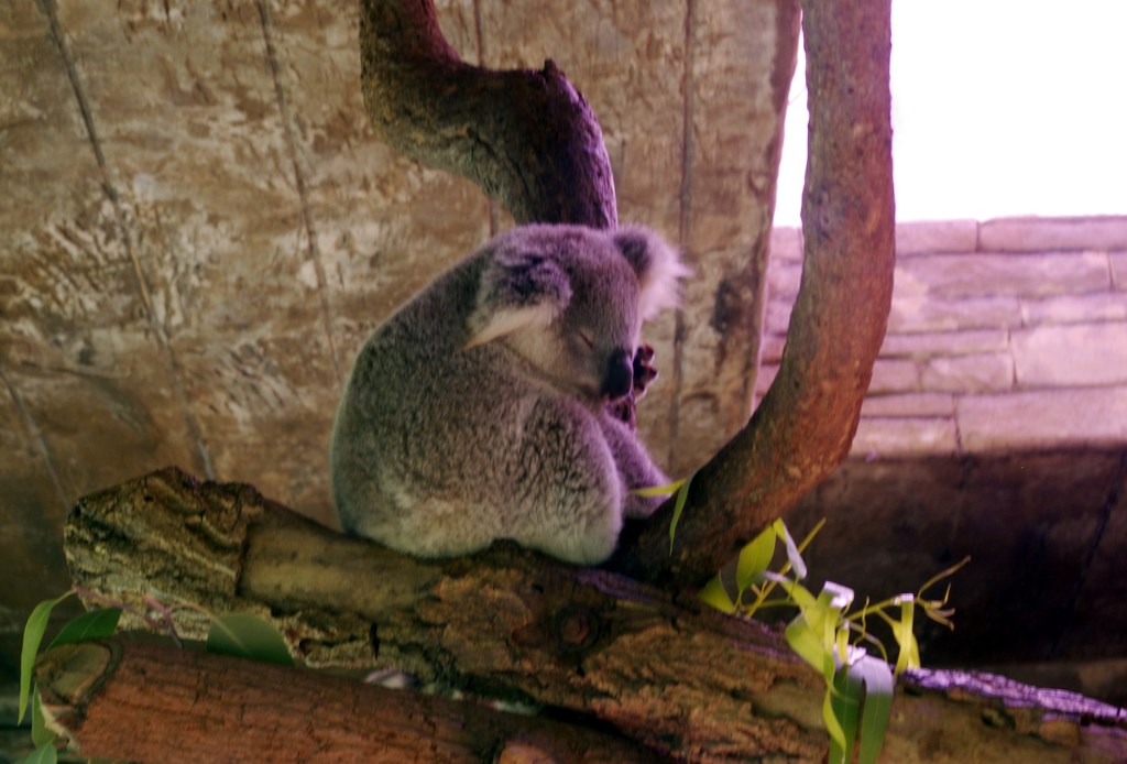 KOALAKARHUT NUKKUVAT 20 TUNTIA VUOROKAUDESSA