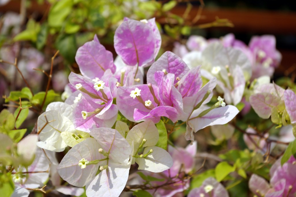 PASTELLINSÄVYJÄ AKVARELLIMAALARIN MIELEEN