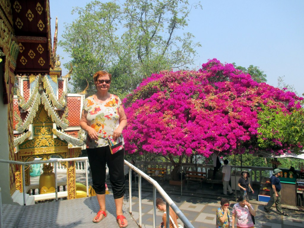 BOUGAINVILLEN HEHKUA