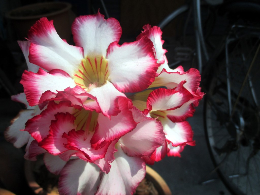 AAVIKKORUUSUJA LIVENÄ