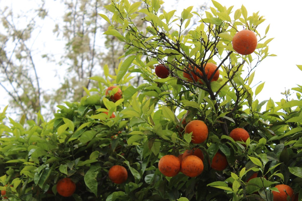 KYPSIÄ APPELSIINEJA