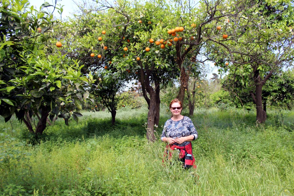 APPELSIININKUKAT TUOKSUIVAT HUUMAAVASTI