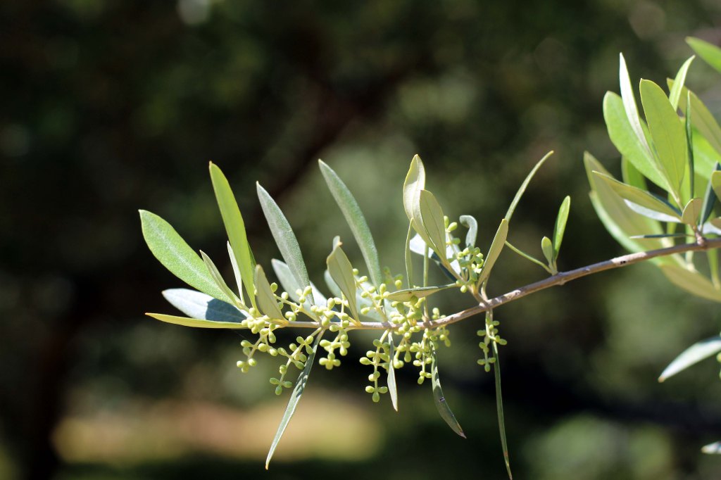 LUVASSA UUSI OLIIVISATO 