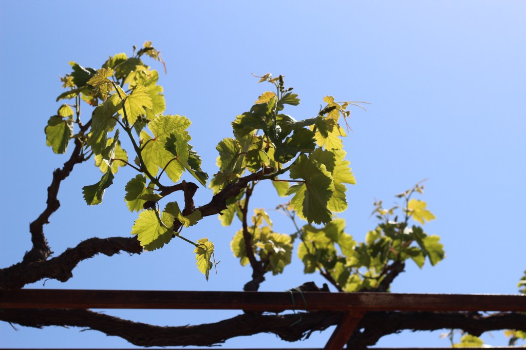 UUSI VIINISATO LUVASSA