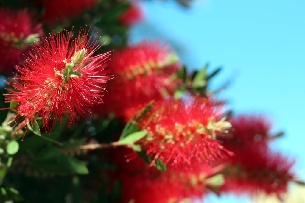 PULLOHARJAPUITA HOTELLIALUEELLA