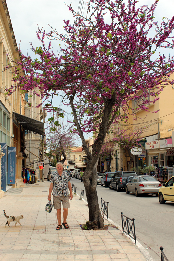 KUKKIVAA KEVÄTTÄ HANIASSA