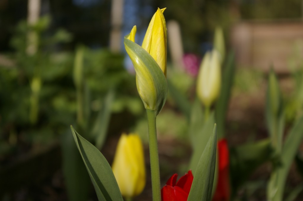 VÄRI-ILOA PIHAPIIRISSÄ