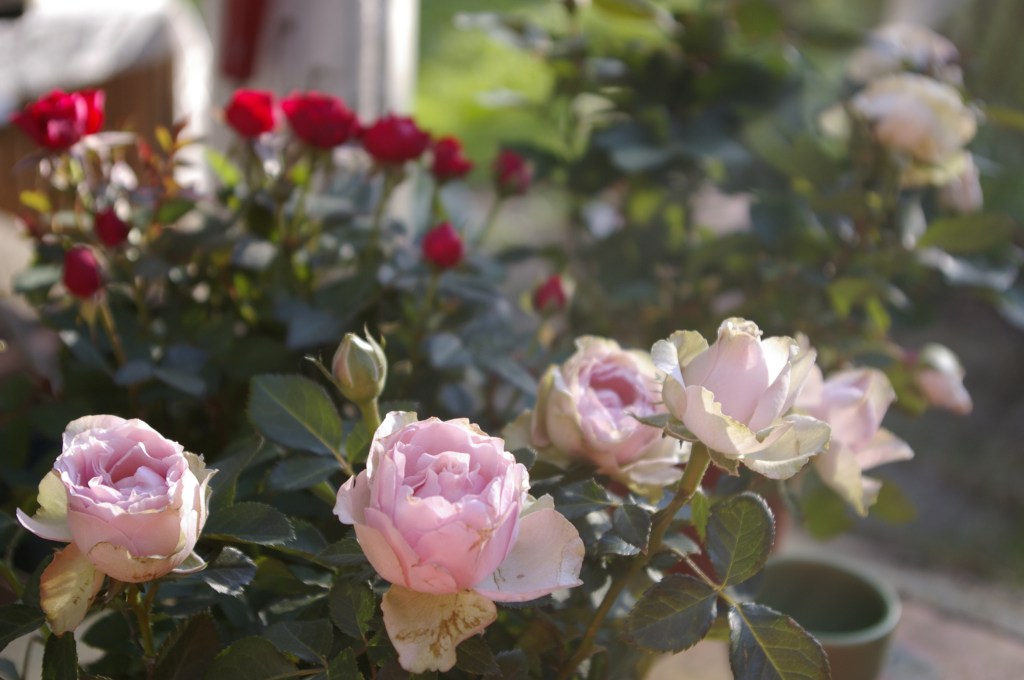 ÄITIENPÄIVÄ- JA GALLERIAN AVAJAISRUUSUT KUKOISTAVAT