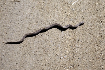 terveisiä toukokuisesta metsästä