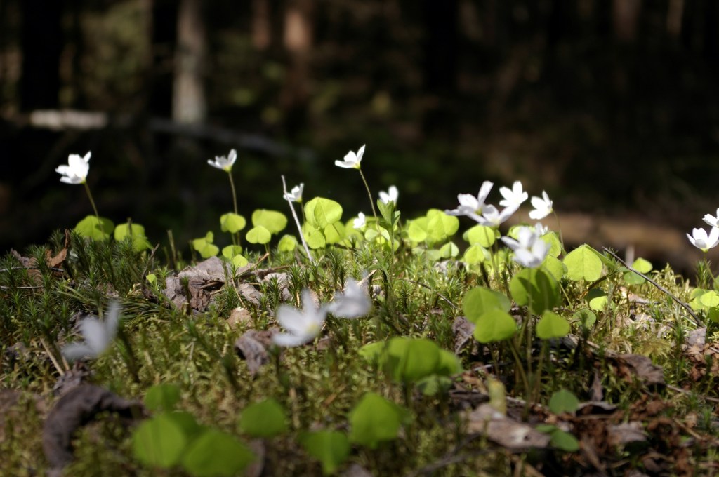 KETUNLEIVÄT KUKKIVAT VALKOISINA MÄTTÄINÄ