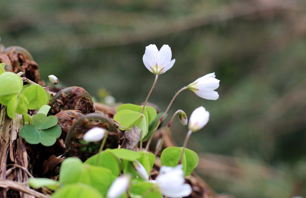 ENSIMMÄISET KETUNLEIVÄT OLIVAT JO TOUKOKUUN ALUSSA KUKASSA