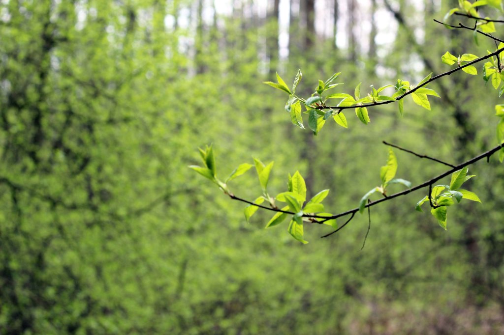 MAISEMA OLI HERKÄN VIHREÄ