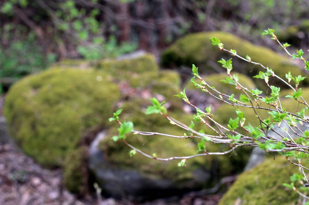 MÖKKITIEN VARRELTA LÖYTYY IKIVANHOJA SAMMALOITUNEITA KIVIÄ