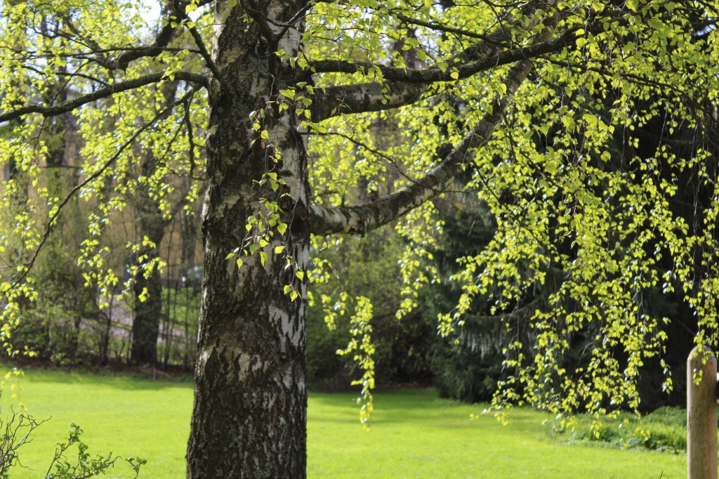 KOIVUT OVAT JO LEHDESSÄ