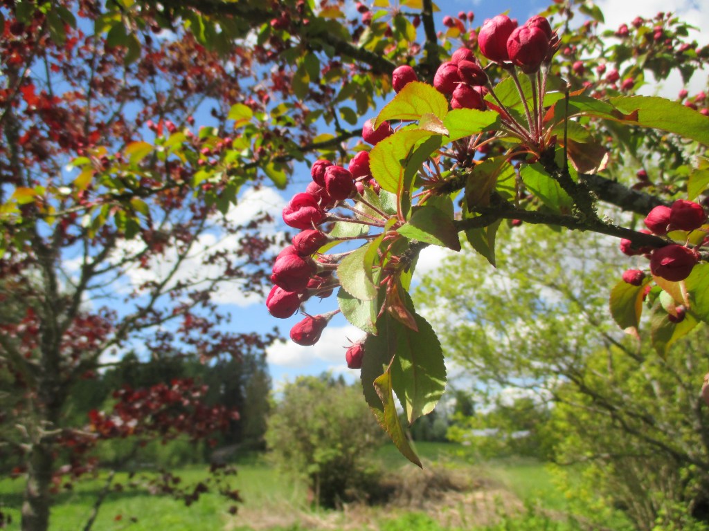 KORISTEOMANAPUUN KUKAT AUKEAT PIAN