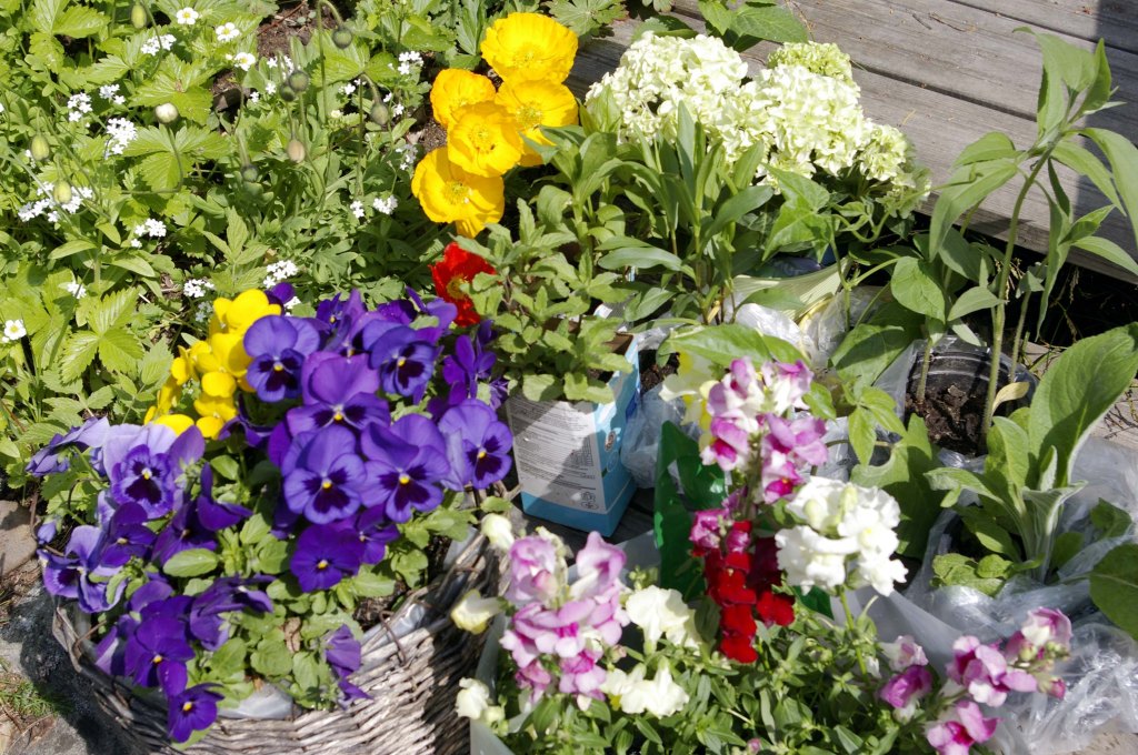 ALKUKESÄN VÄRIKKÄITÄ KUKKIJOITA