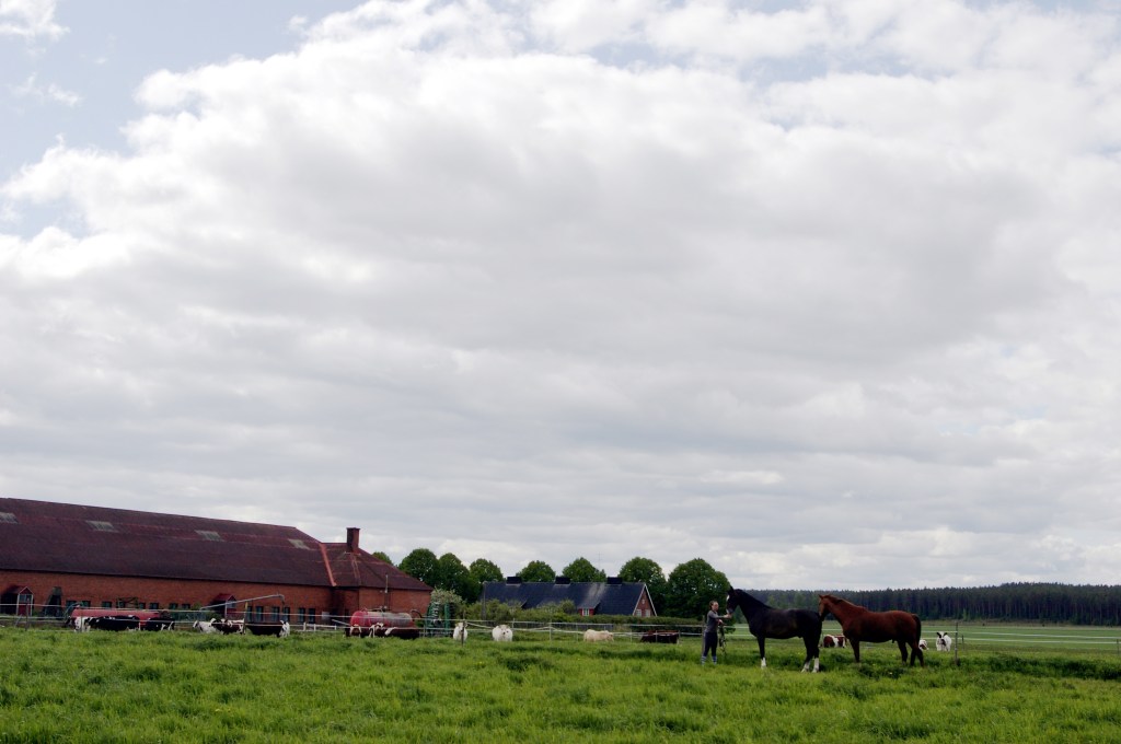 LEHMIÄ JA HEVOSIA LAITUMELLA