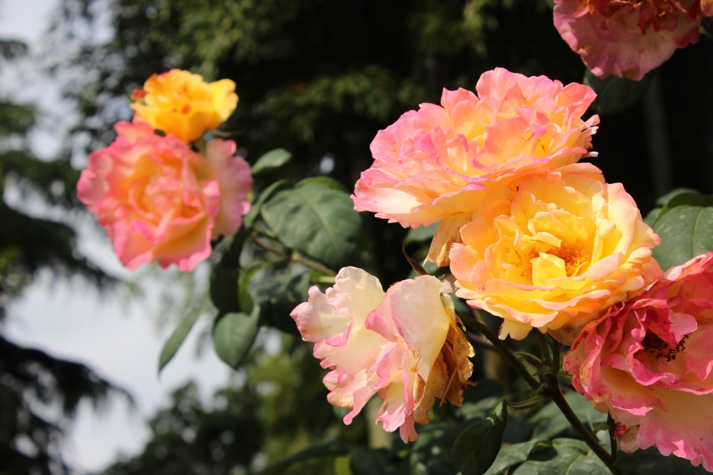 RUUSUJA BATUMIN RANTAPUISTIKOSSA