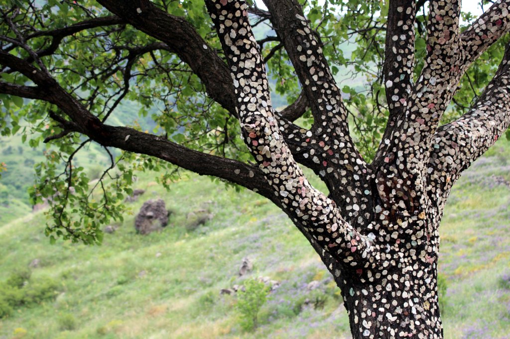 PURKKAPUU VUORISTOSSA